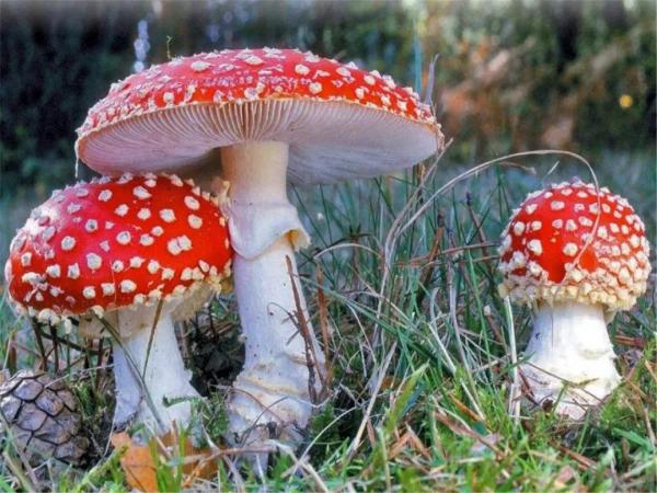出口欧洲食品最新要求尺度